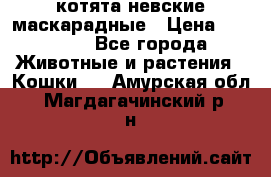 котята невские маскарадные › Цена ­ 18 000 - Все города Животные и растения » Кошки   . Амурская обл.,Магдагачинский р-н